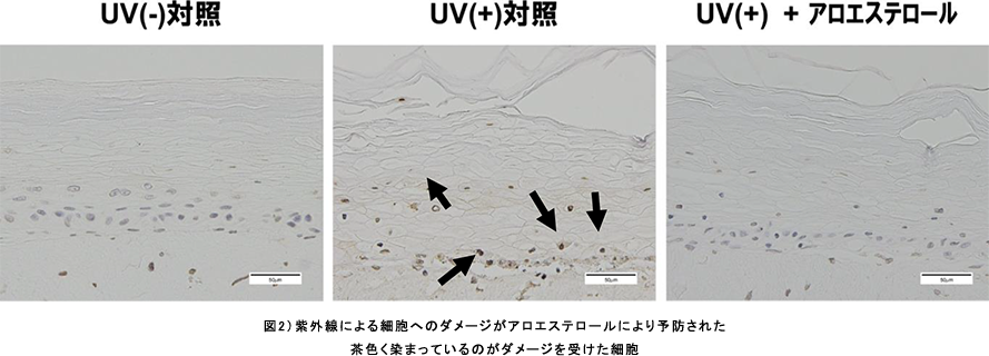 図2）紫外線による細胞へのダメージがアロエステロールにより予防された茶色く染まっているのがダメージを受けた細胞