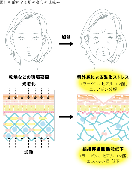 図)加齢による肌の老化の仕組み