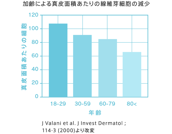 加齢による真皮面積あたりの線維芽細胞の減少