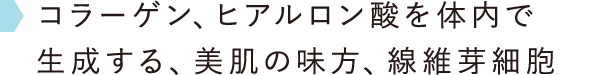 コラーゲン、ヒアルロン酸を体内で生成する、美肌の味方、線維芽細胞