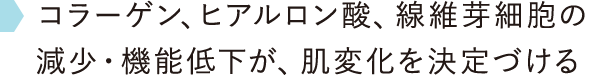 コラーゲン、ヒアルロン酸、線維芽細胞の減少・機能低下が、肌変化を決定づける